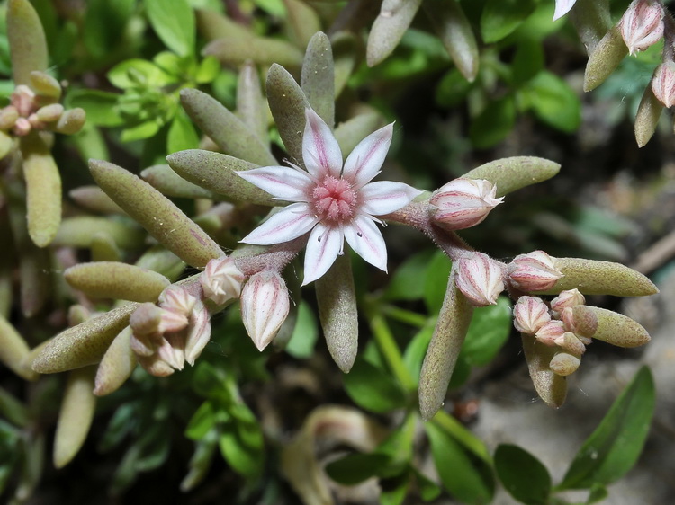 Sedum hispanicum / Borracina glauca